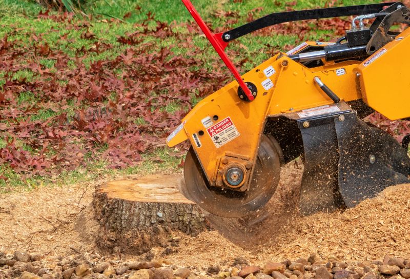Bamboo Stump Removal in Waldorf, MD