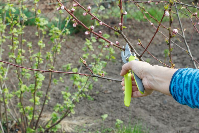 Bradford Pear Tree Pruning in Allentown, PA