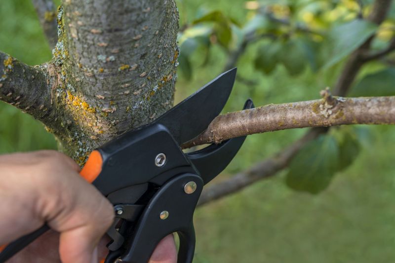 Willow Tree Removal in Doylestown, PA