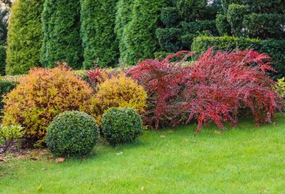Keep Your Shrubs Healthy with Regular Trimming